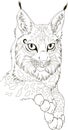 Monochrome portrait of lynx for adult coloring pages isolated on white background